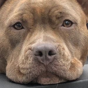 Meet your Posher, Angel